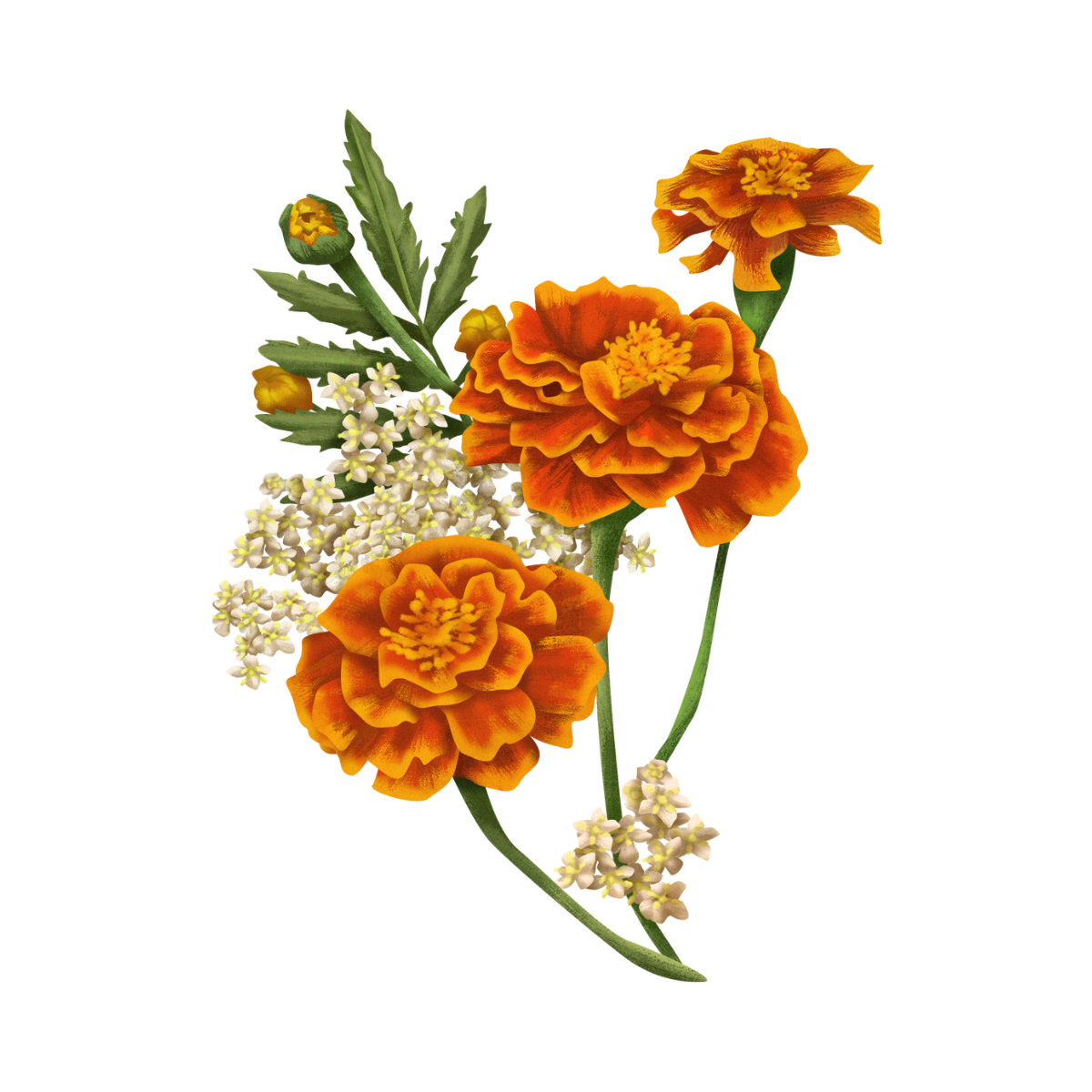 Marigolds