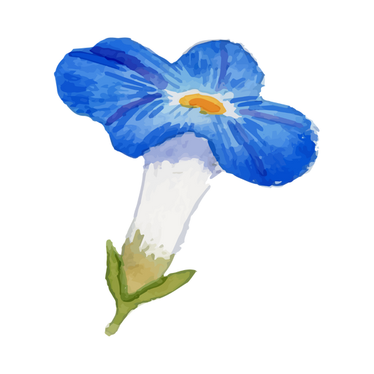 Midnight Moonflower