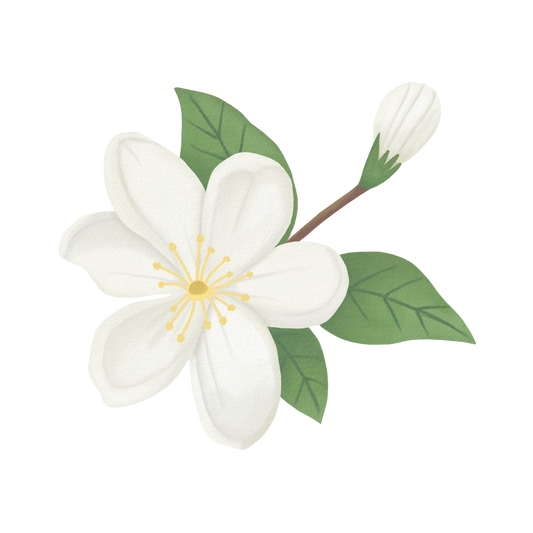 Jasmine Tea