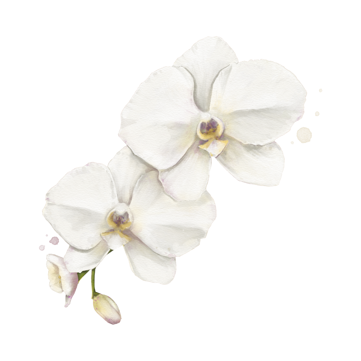 Sea Salt and Orchid