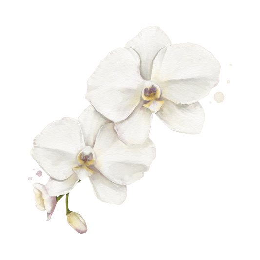 Sea Salt and Orchid