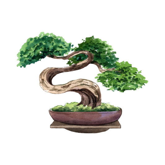 Hinoki