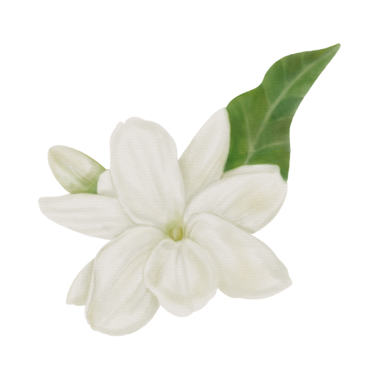 Sampaguita/Mogra