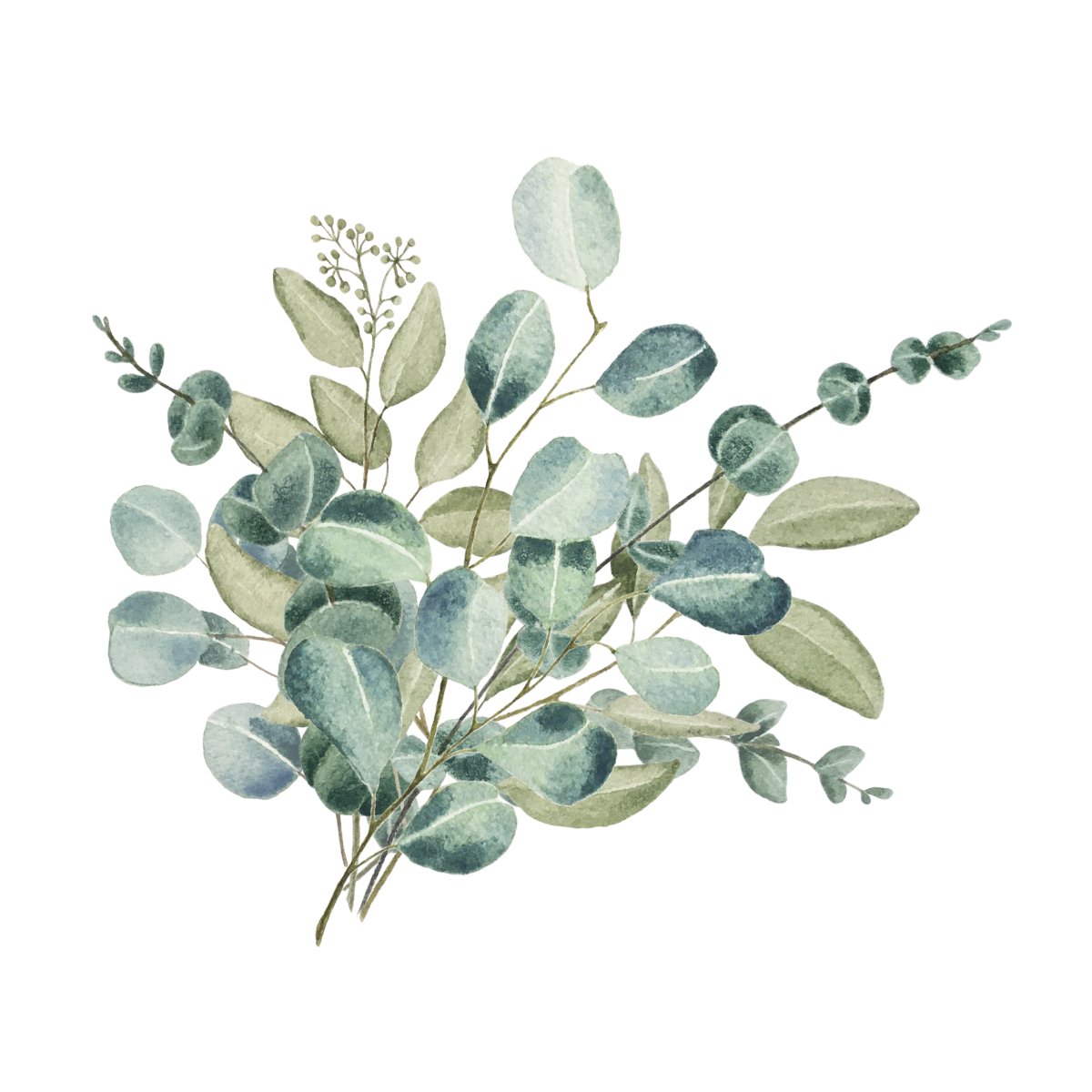 White Eucalyptus