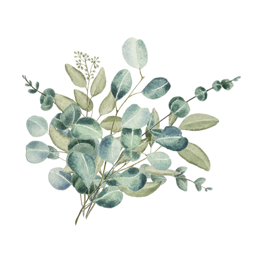 White Eucalyptus