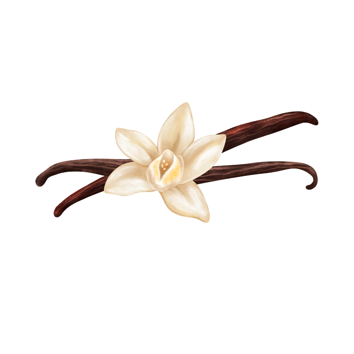 Vanilla Orchid