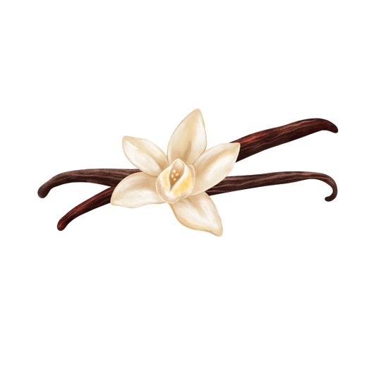 Vanilla Orchid