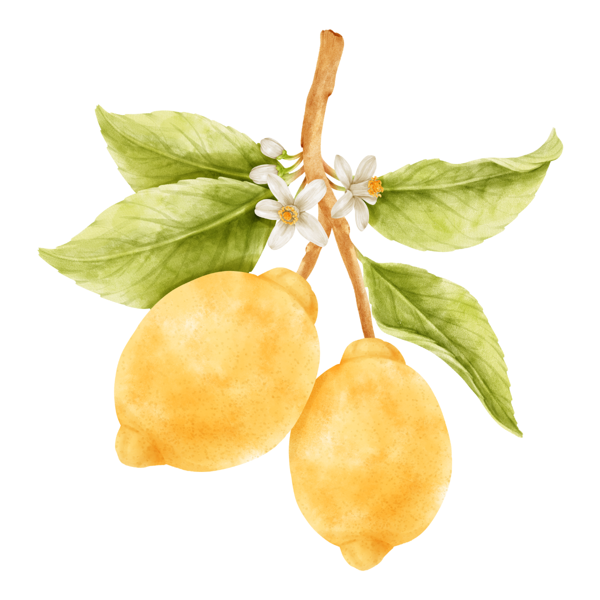Yuzu Blossom