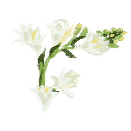 Neroli White Jasmine