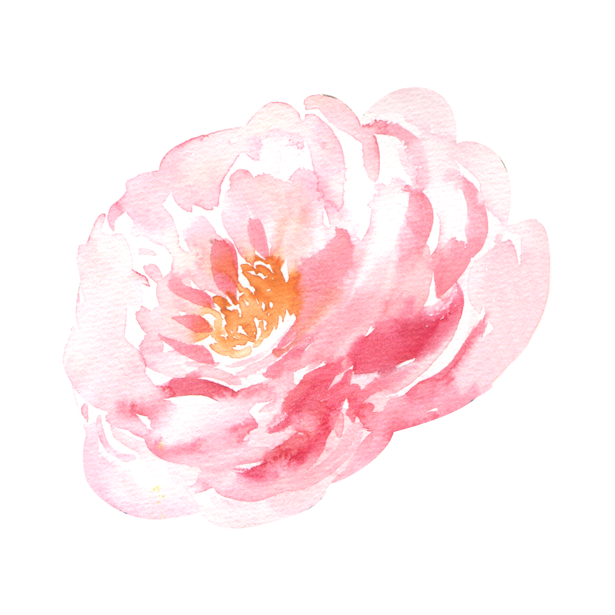 Midnight Peony