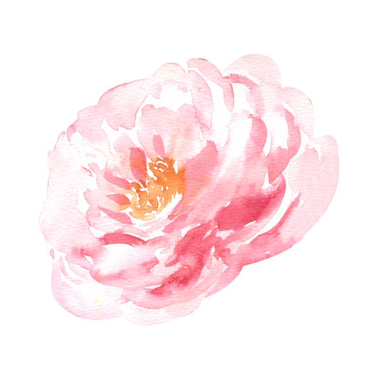 Midnight Peony