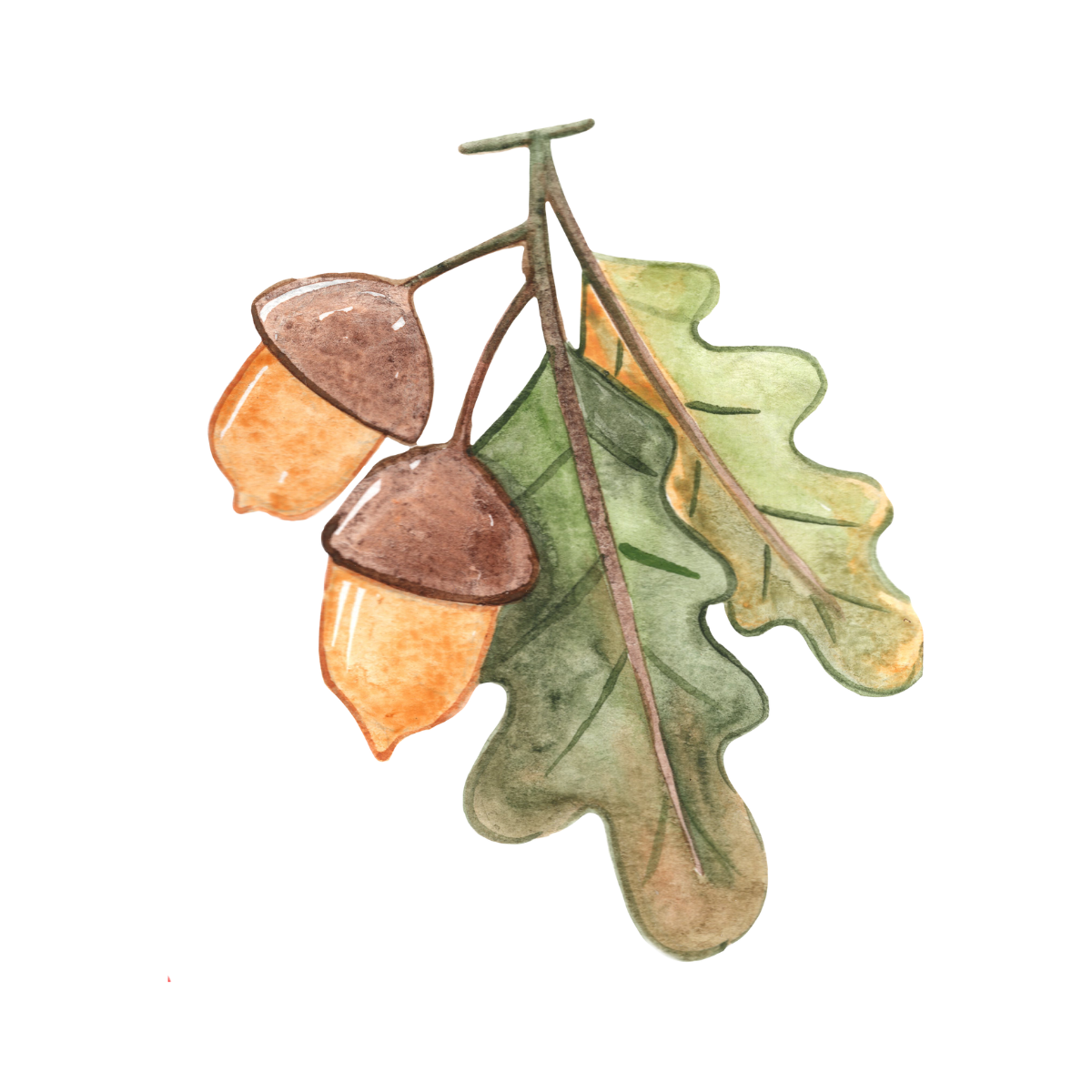 Maple Leaf and Acorn