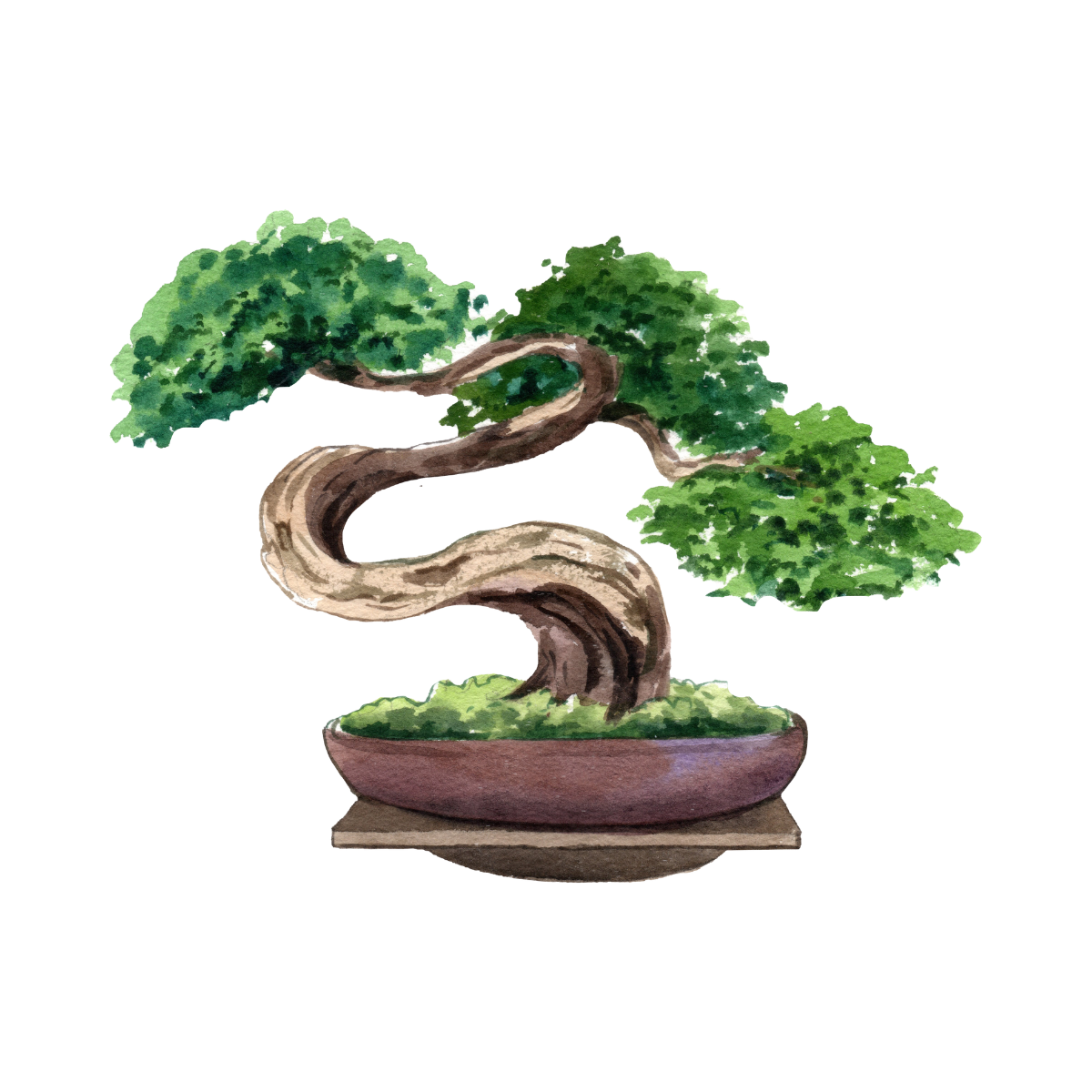 Hinoki