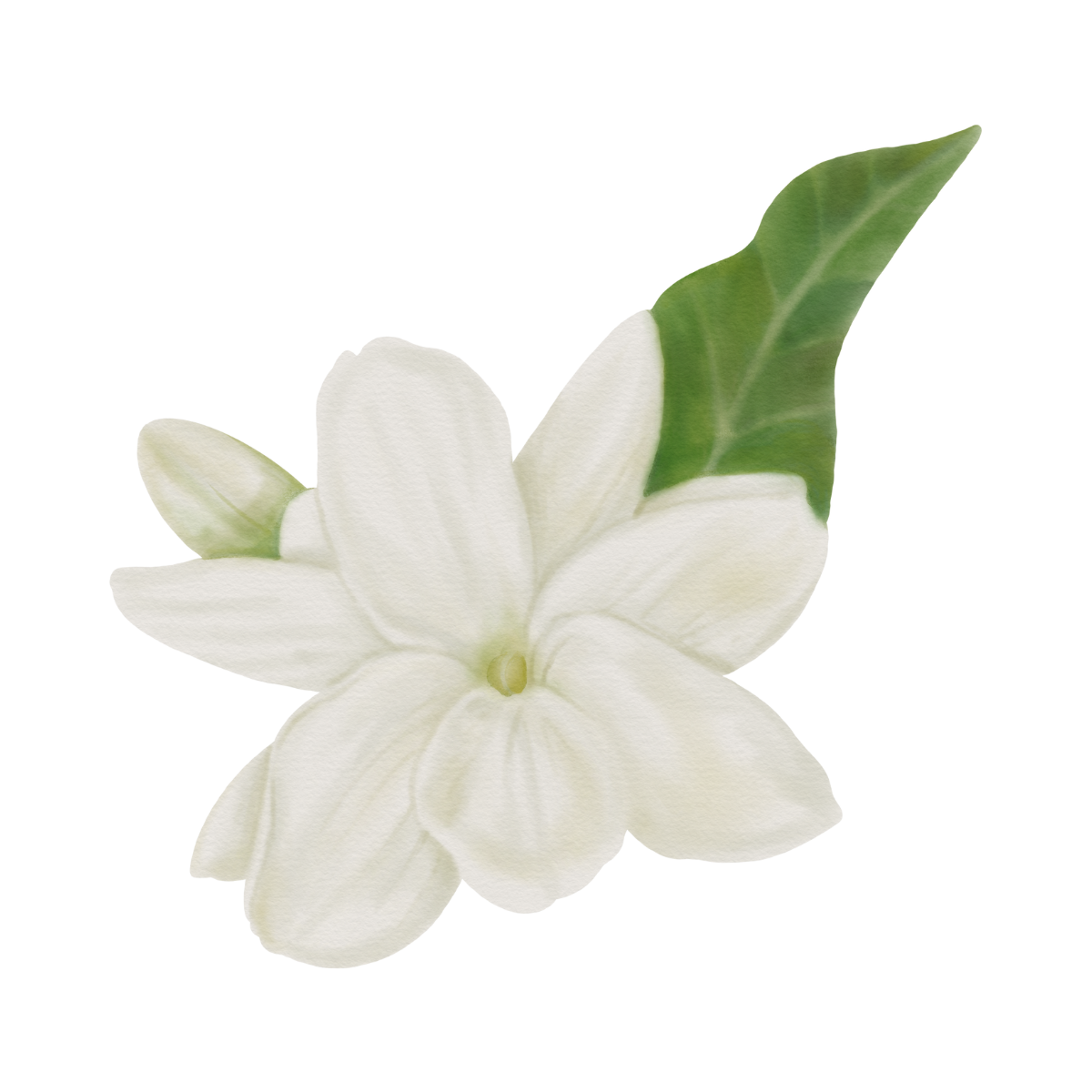 Sampaguita/Mogra