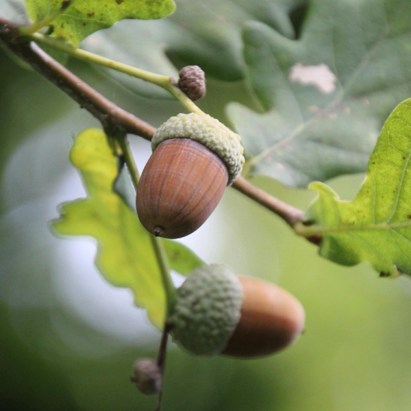Maple Leaf and Acorn