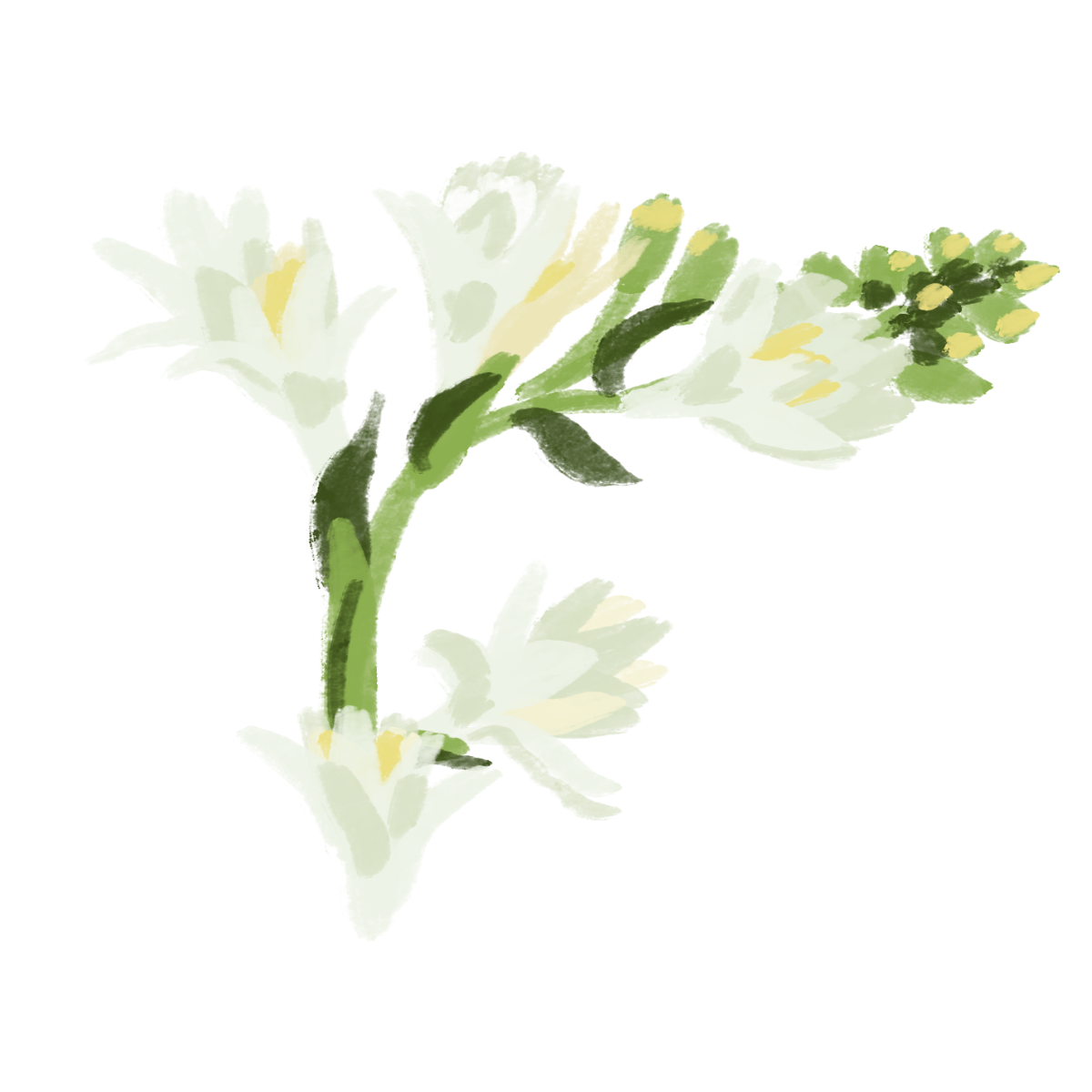 Neroli White Jasmine