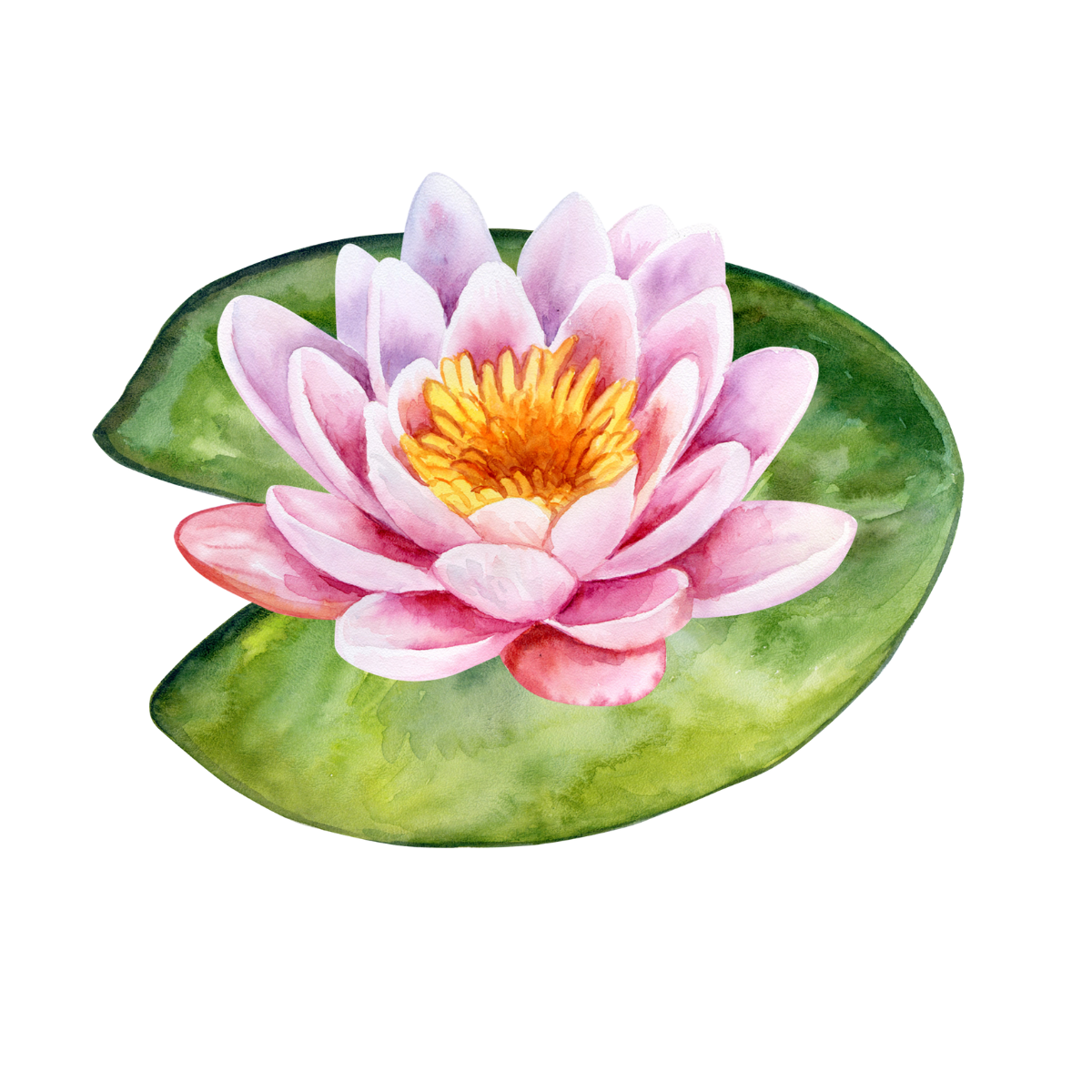 Water Lily