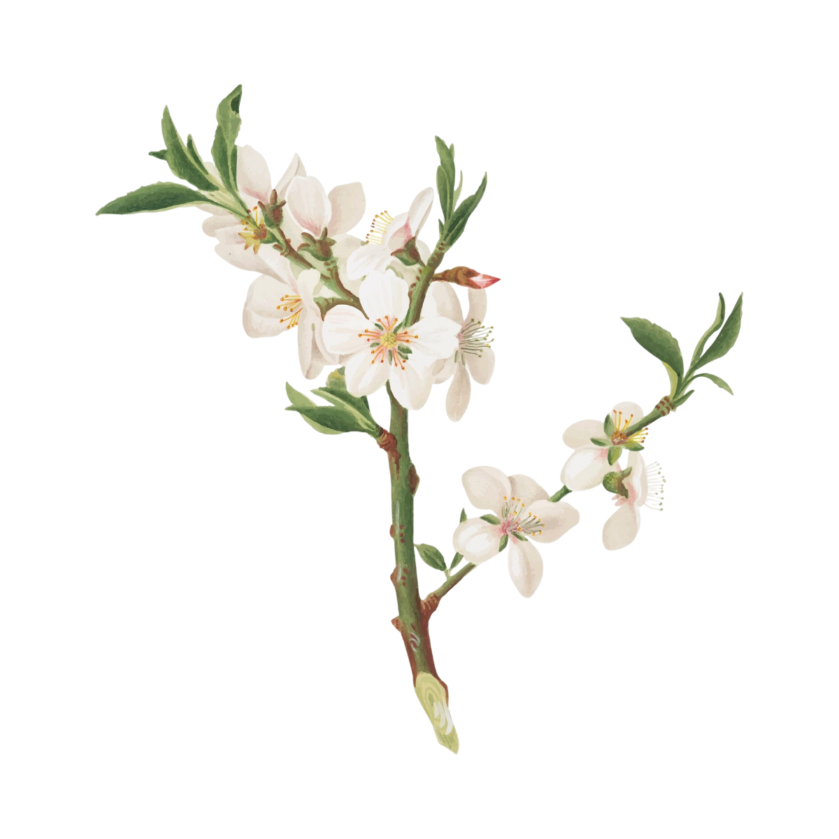 White Peach Blossom