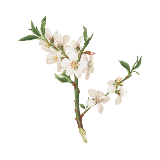 White Peach Blossom